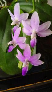 Phalaenopsis Purple Martin