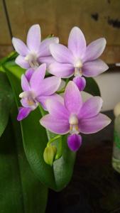 Phalaenopsis Purple Martin