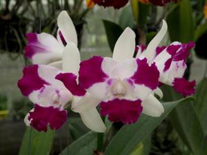 Cattleya Korat Beauty