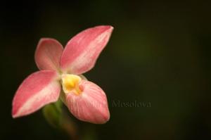 Phragmipedium Hanne Popow