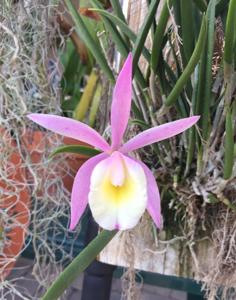 Brassocattleya North Miami