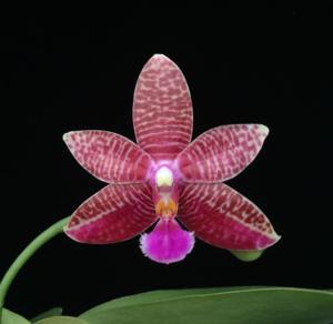 <i>Phalaenopsis</i> Pylo's Raspberry Star