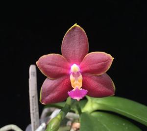 Phalaenopsis Pylo's Bunny