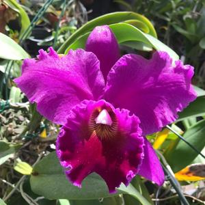 Cattleya Elizabeth Off