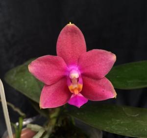 Phalaenopsis Pylo's Cupid Pearl