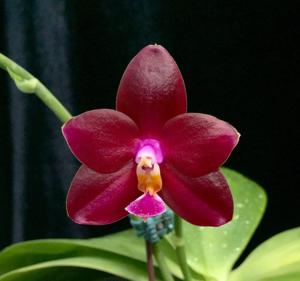 Phalaenopsis Pylo's Passion Wing