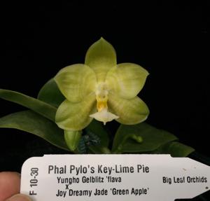 Phalaenopsis Pylo's Key-Lime Pie