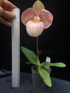 Paphiopedilum Liberty Taiwan