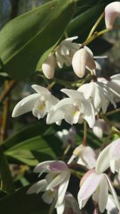 Dendrobium delicatum