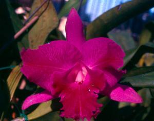 <i>Rhyncholaeliocattleya</i> Canto de Sol