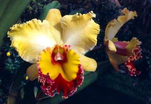 Rhyncholaeliocattleya Perla del Caribe