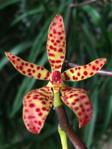 <i>Renanthera</i> John Losgar