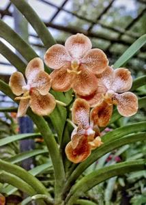 Vanda Singapore Sunshine