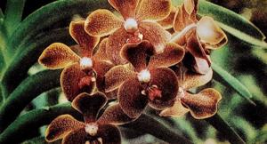 Vanda Lee Siew Sim