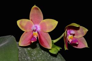 Phalaenopsis Guadalupe Pineda