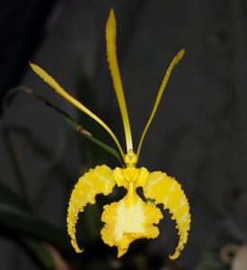 Psychopsis Kalihi