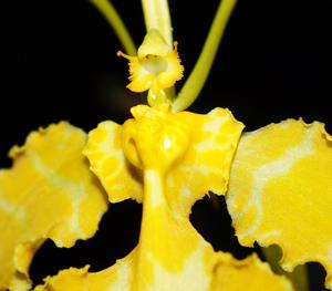 Psychopsis Kalihi