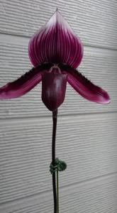 Paphiopedilum Moussetianum