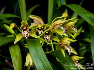 Cymbidium Tiger Moth