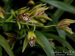 Cymbidium Tiger Moth