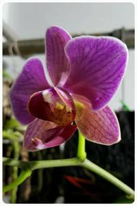 Phalaenopsis Sogo Vivien