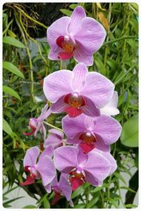 Phalaenopsis Sogo Vivien