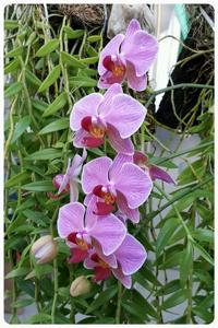 Phalaenopsis Sogo Vivien