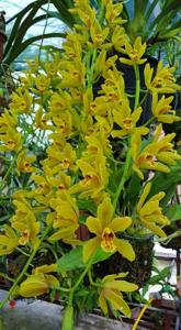 Cymbidium Sweet Lime