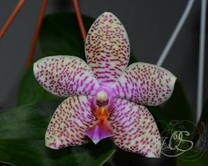 Phalaenopsis Samba