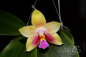 Phalaenopsis Penang Moonbright