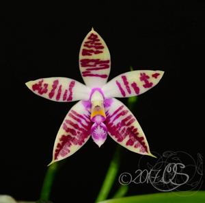 Phalaenopsis Corning's Violet