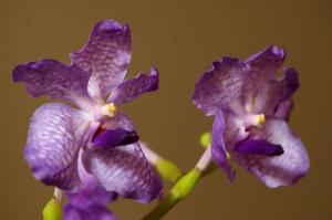 Vanda Sansai Blue