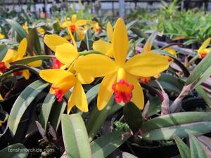 Cattleya Yellow Doll