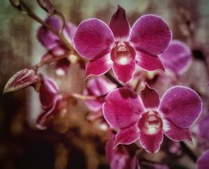 Dendrobium Macrobig