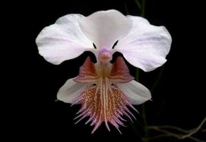 Papilionanthe Aurelia Alisty