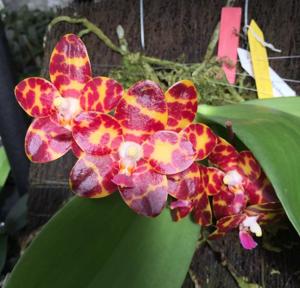 Phalaenopsis Jong's Gigan Cherry