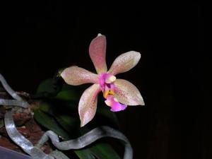 Phalaenopsis Isabelle Dream