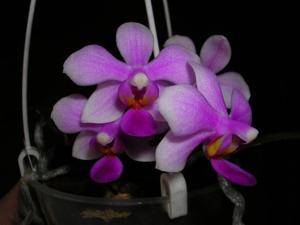 Phalaenopsis Equiwilson