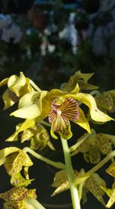 Dendrobium New Guinea