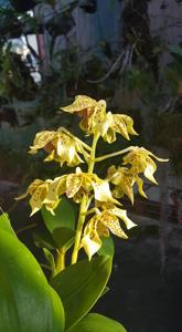 Dendrobium New Guinea