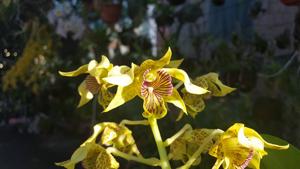 Dendrobium New Guinea