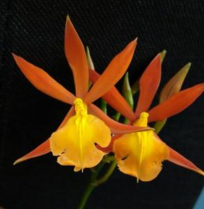 Epithechea Orange Passion