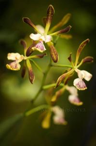 Encyclia Thomas Fennell