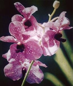 Papilionanda Winifred Kurihara