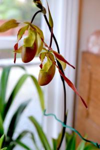 Phragmipedium Urgandiae