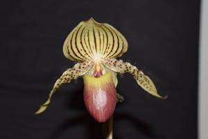 Paphiopedilum Zycleon