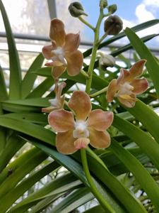 Vanda Xena