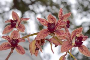 Cymbidium Piñata