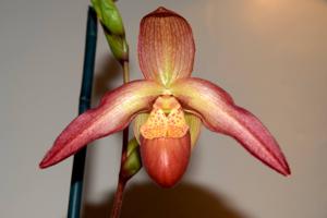 Phragmipedium Inca Embers