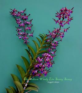 Dendrobium Wendy Lim Shuang Shuang